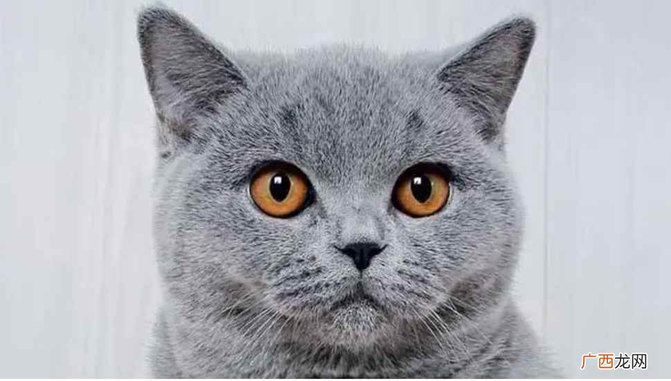 蓝猫多少钱一只？
