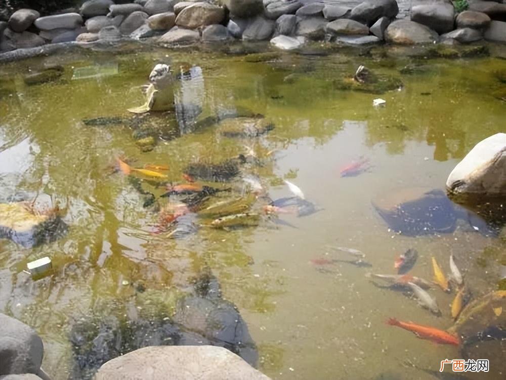 小鱼逆水流游动的原因 鱼为什么喜欢逆流而上