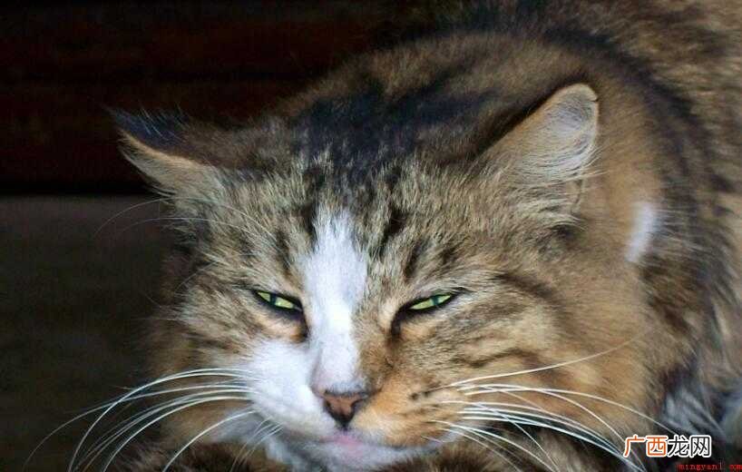 照猫画虎有哪些造句- 照猫画虎有哪些造句
