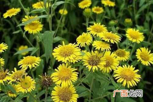 祛风除湿金沸草有清热解毒的作用 金沸草的功效与作用