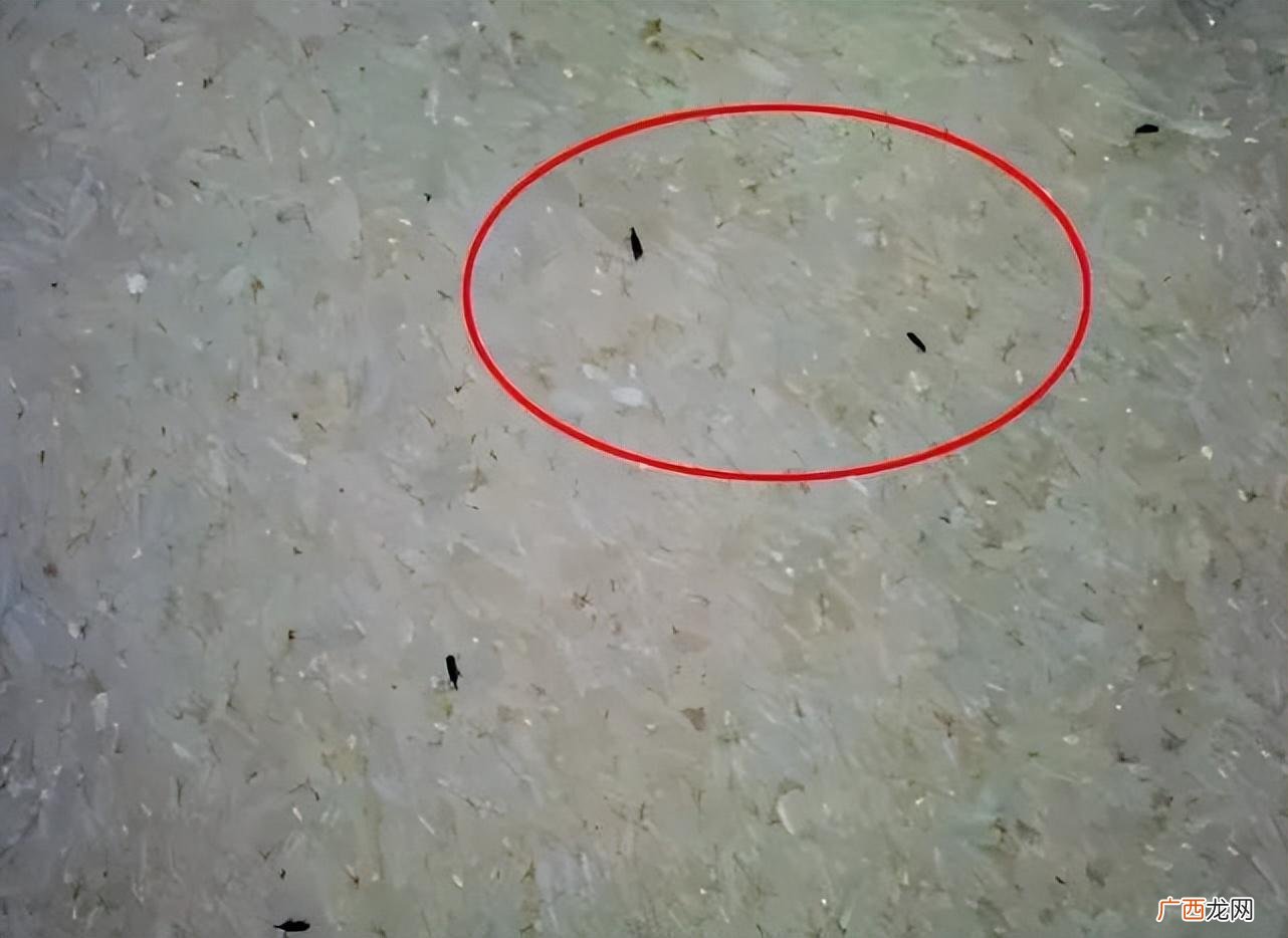 大米有小黑虫子还能吃吗 怎样能快速把大米和虫子分开