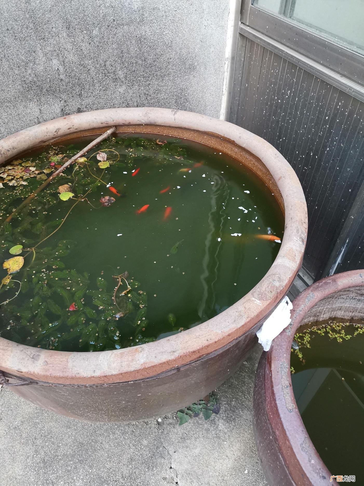 小金鱼的简易口粮 小金鱼没有饲料吃什么