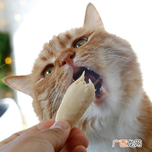 自己在家如何自制简易猫饭 十种简单的自制猫咪食谱