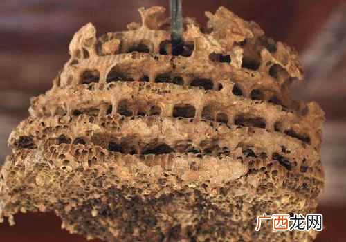 杀菌蜂巢浸液既对乙型肝炎表面抗原有灭活作用 蜂房的功效与作用,蜂房有什么功效