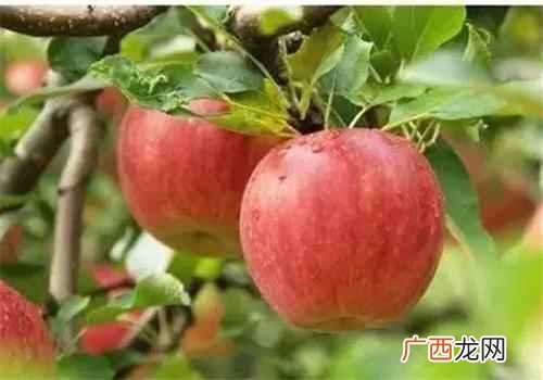 常吃苹果有什么好处与坏处 常吃苹果有什么好处