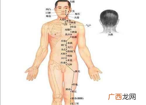 足阳明胃经的循行路线图 足阳明胃经的循行路线图,足阳明胃经的作用