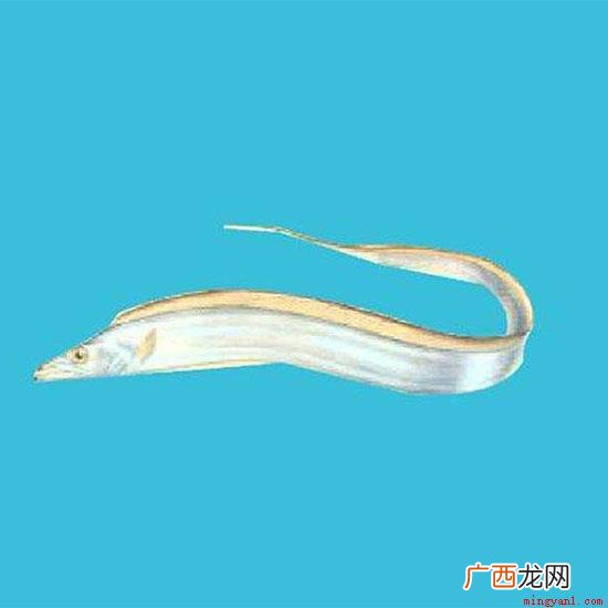 带鱼寿命8年左右,带鱼成群游向近岸 我们买不到活带鱼是因为什么