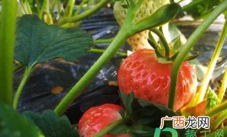 草莓不开花只长叶子怎么回事 草莓不开花是咋回事