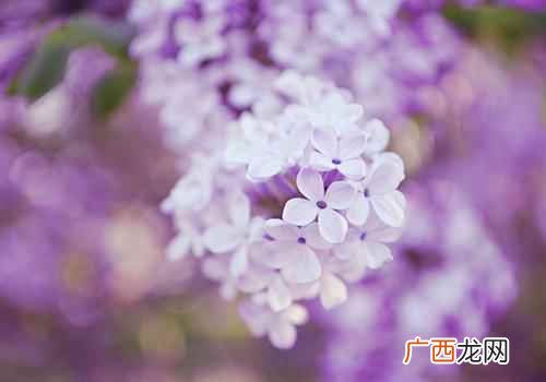 丁香的功效与作用治疗口臭 丁香的功效与作用