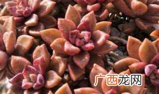 多肉胧月生长中需要充足的光照 多肉胧月的养殖方法