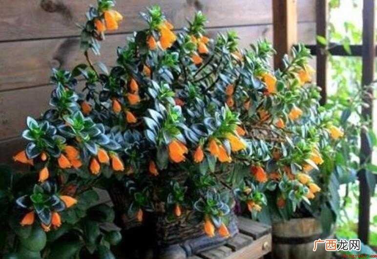 金鱼吊兰几月份开花