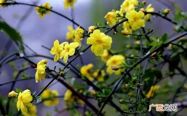 春寒料峭时开花迎春花也叫金腰带 迎春花长什么样子图片