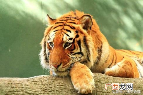 属虎人最穷不过42岁 属虎的命运一生怎么样
