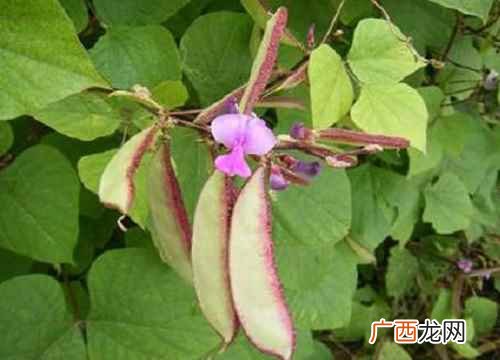 扁豆的功效与作用及禁忌症 扁豆的功效与作用及禁忌
