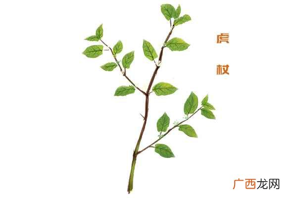 虎杖的功效与作用有哪些