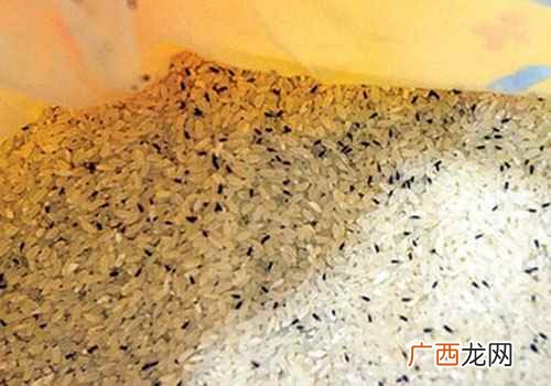 大米生虫子了还能吃吗 大米生虫子处理小诀窍