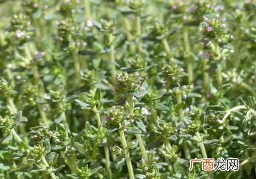 止咳百里香具有祛风止咳的功效 百里香的功效与作用,百里香有什么作用