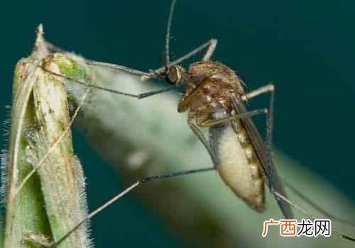 蚊子喜欢叮咬什么血型的人的血 蚊子喜欢叮咬什么血型的人
