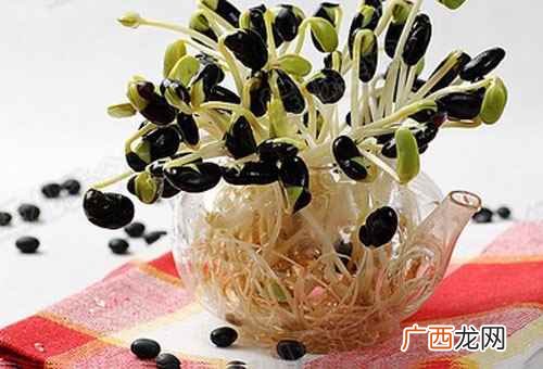 黑豆苗的营养价值与功效 黑豆苗的营养价值