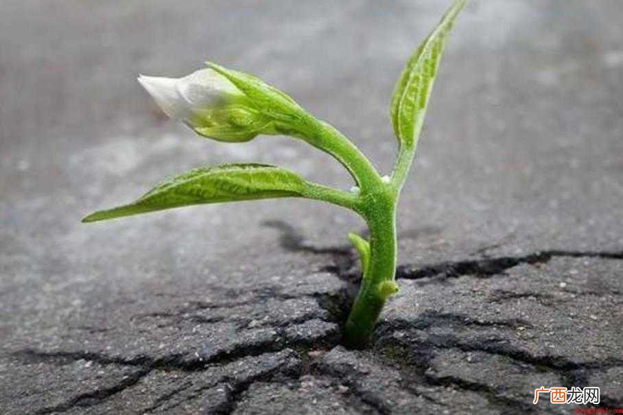 绝处逢生是什么意思 汉语成语介绍 绝处逢生是什么意思