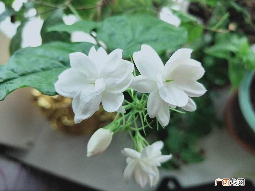 好养活的4种驱蚊盆栽 驱蚊植物室内盆栽哪种最好用