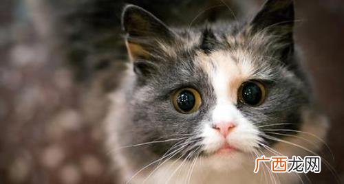 猫咪难产怎么帮忙 猫咪难产怎么帮着助产