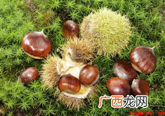 女人多吃板栗会发胖吗 板栗一天最多吃几个 女人多吃板栗会发胖吗