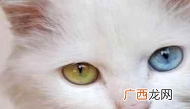品种猫跟家猫的区别 受欢迎的猫品种有哪些