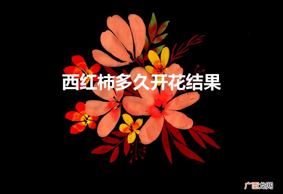 西红柿多久开花结果（西红柿多久能开花结果)