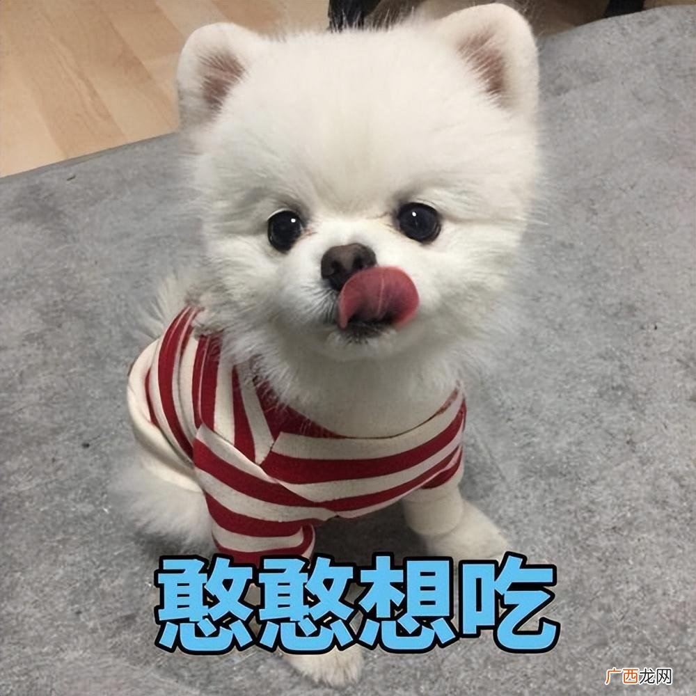 劝你不要轻易养博美，后果你可能承受不起 博美好不好养