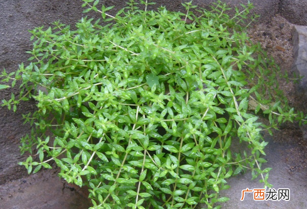 多年生草本植物垂盆草养在家里好处多 垂盆草又叫什么名字