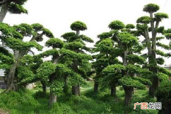 常用的园林植物有鹅掌楸、火棘、金钟花、山茶花、四照花、卫矛、 园林植物常用种类有哪些