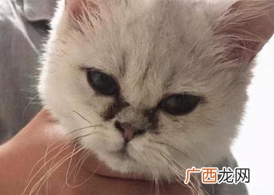 猫咪泪痕有这5大原因 猫咪有泪痕是什么原因导致的