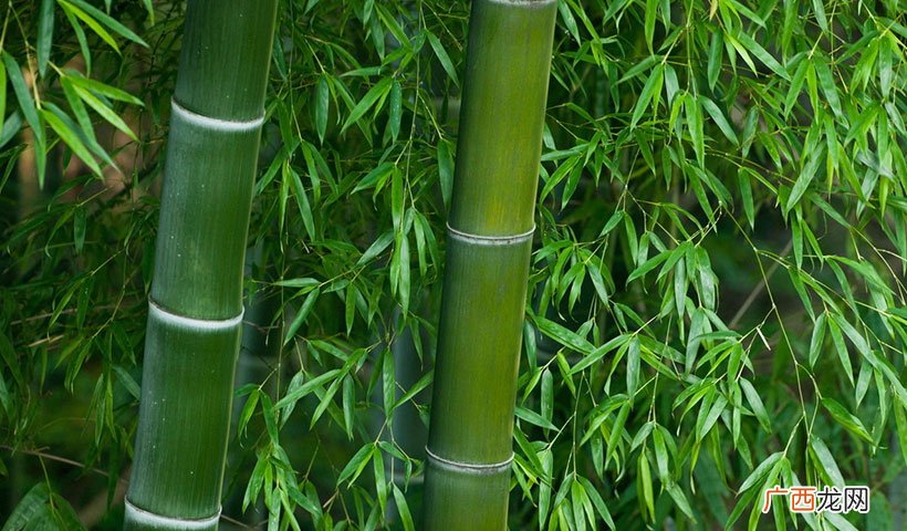 竹子真的会开花吗 竹子开花后必须砍掉