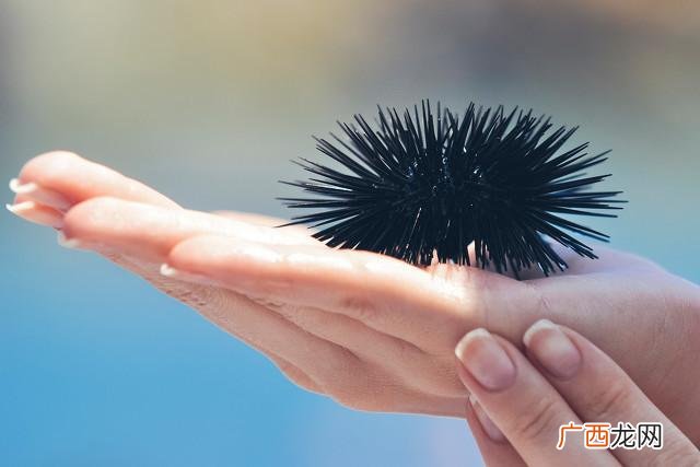一个刺扎扎价格为什么那么贵 海胆吃的是哪个部位