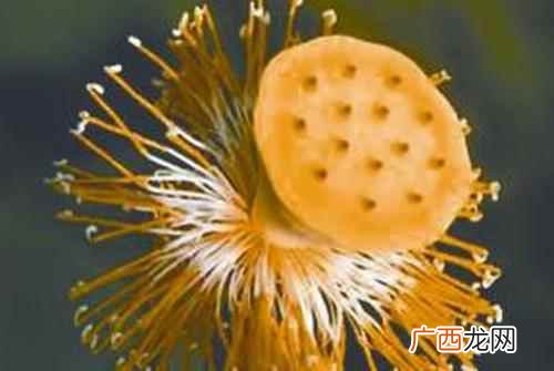 用莲须熬水有助防止生产时大量流血的作用 莲须的营养价值