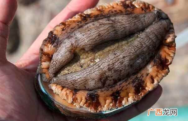 鲍鱼是寒性食物吗