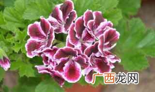 宜肥沃、疏松和排水良好的砂质壤土医学|教育网 香叶天竺葵生长习性和形态特征的详细介绍