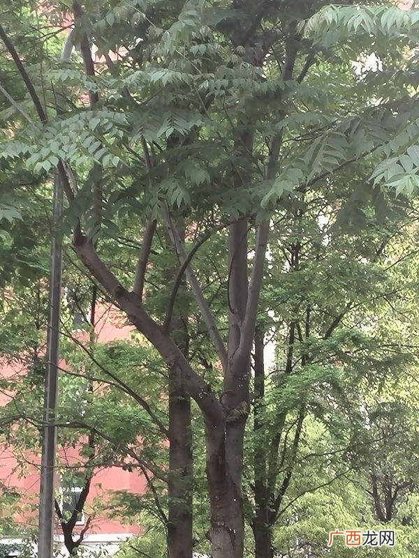 种植5种树在家里有好兆头 庭院栽什么树风水最好又吉利