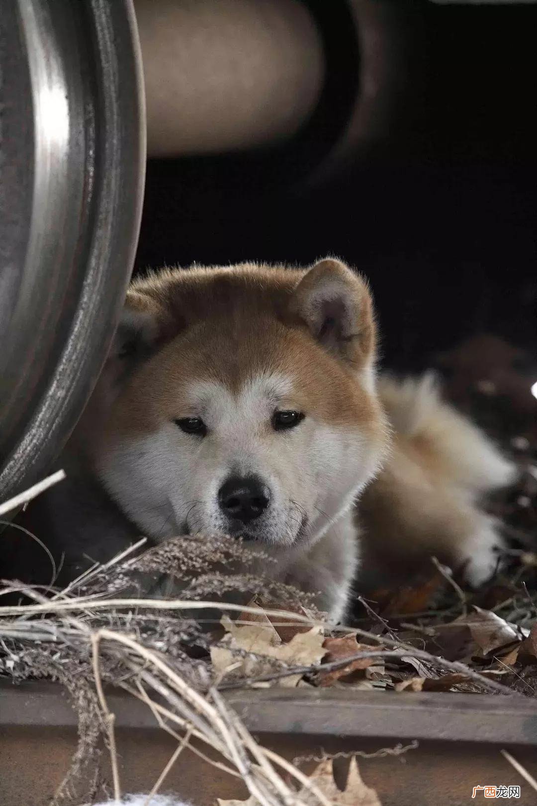 一生就认一个主人，养了不亏 最忠心的五种狗