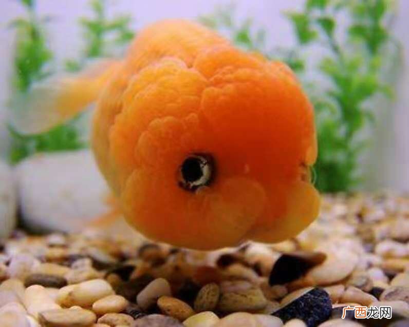 家里饲养难度不高的观赏鱼品种 最好养的观赏鱼排行榜