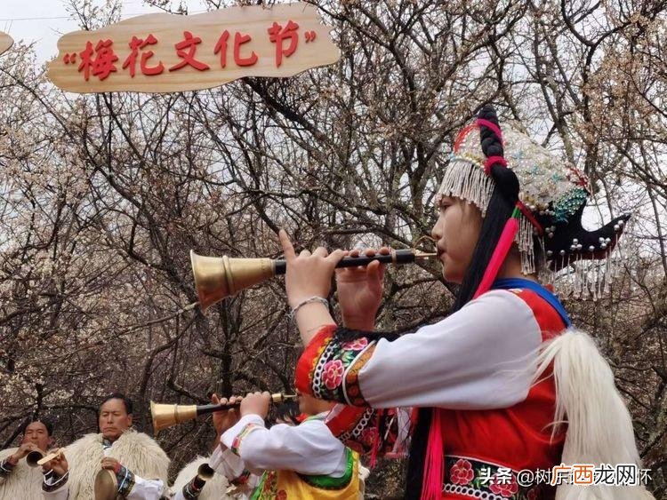 梅花寓意中的美好文化内涵 梅花象征着什么意义