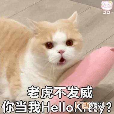 这些猫咪，很早就被禁养了 豹猫可以家养吗犯法吗
