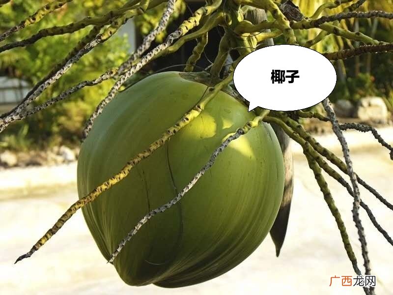 椰子、椰青和椰皇有什么不同 椰青和椰子有什么区别