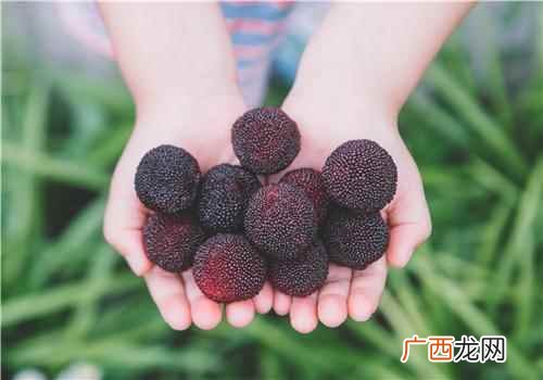 孕妇能吃杨梅吗 孕妇能吃杨梅吗,孕妇吃杨梅的注意事项