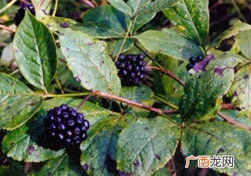 刺五加口服液的功效与作用是什么 刺五加的功效与作用及食用方法