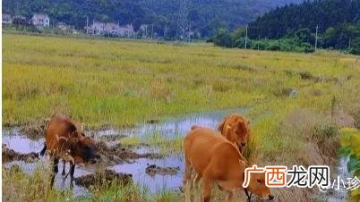 全年运势 2021年生肖牛运势大全