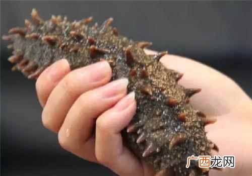 海参滋补的正确吃法 海参怎么吃最滋补