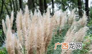 芦苇生长期间需要合理施肥 芦苇怎么养才正确