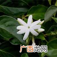 榆树湾小说完整版 榆树